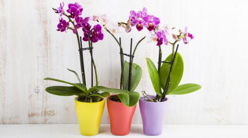 Saiba como plantar orquídeas, uma das flores mais versáteis para a sua casa