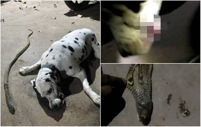 Cachorro morre ao salvar família de seus donos de picada de cobra venenosa