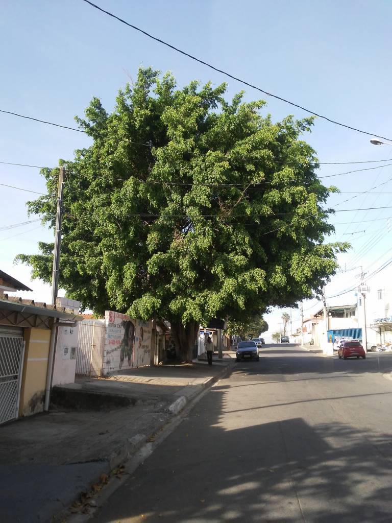  Morador do Jd. Rossin pede remoção de árvore que está invadindo sua casa