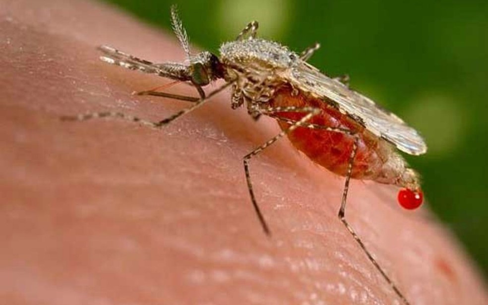  Como é transmitida a malária?