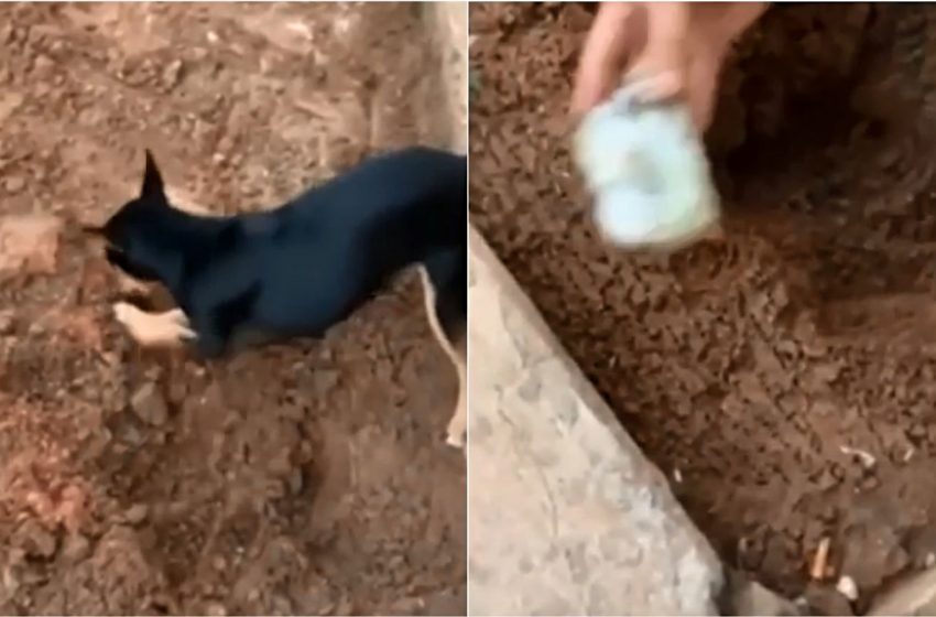  Cachorrinho de traficante entrega local onde estavam escondidas as drogas do dono