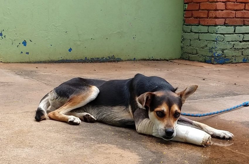 Dário Saadi sanciona lei que institui o Banco de Ração para Animais em Campinas