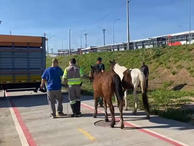 Emdec e Guarda resgata mais dois cavalos que transitavam próximo ao Terminal Satélite Íris