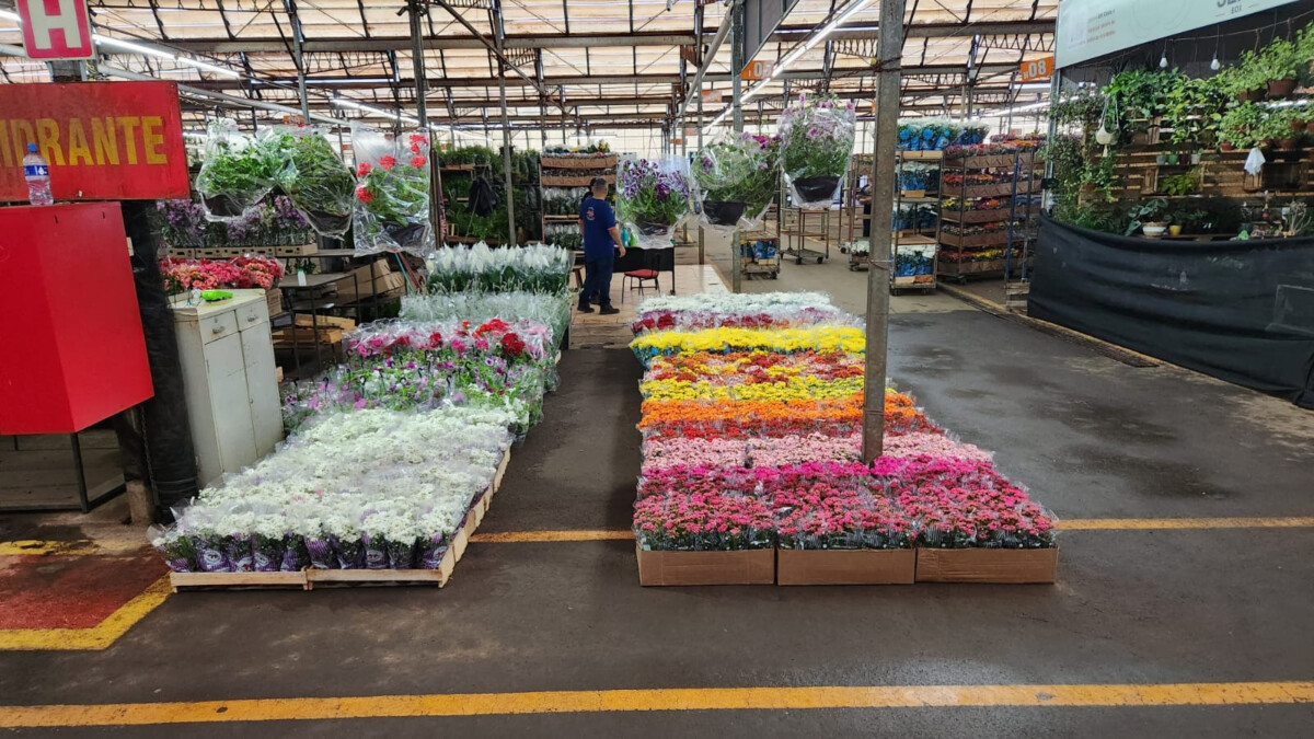 Mercado das Flores no Ceasa-Campinas espera 12 mil pessoas nos dias que antecedem o feriado de Finados