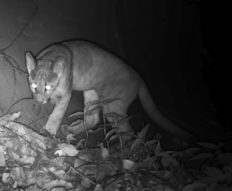 Câmeras flagram filhote de onça-parda na Mata Santa Genebra em Campinas