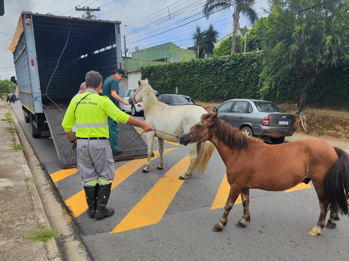 Emdec resgata dois cavalos que estavam perambulando próximo à Av. John Boyd Dunlop em Campinas