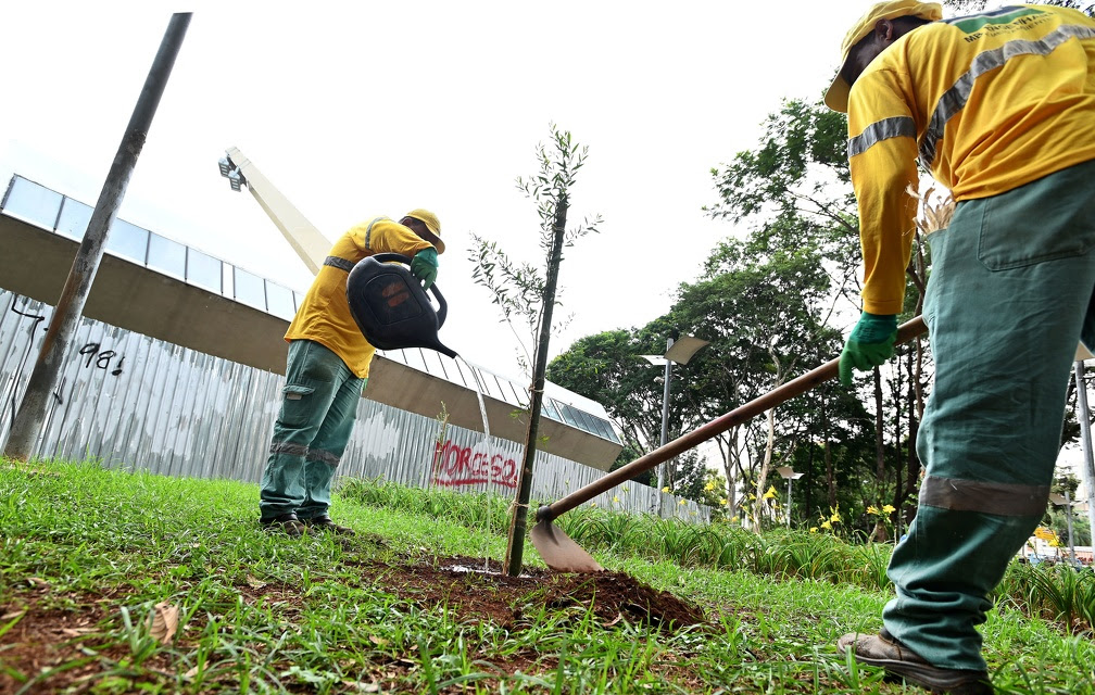 Prefeitura planta novas árvores no lugar das removidas do Centro de Convivência em Campinas