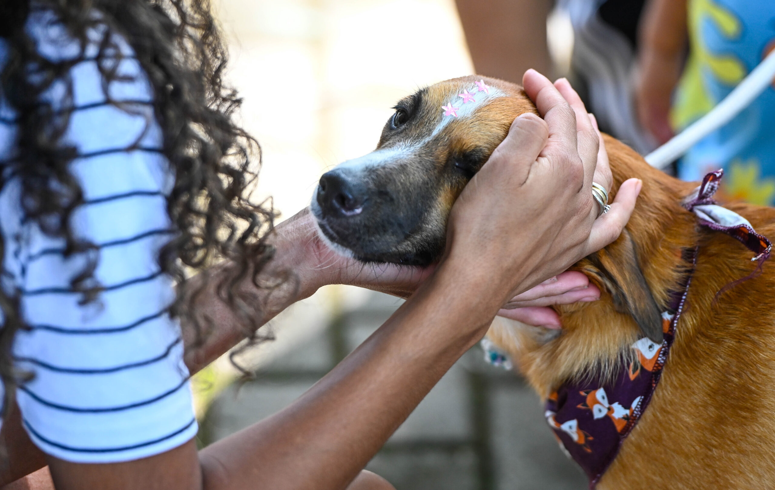 Campinas conta com lei que protege animais contrta maus-tratos; Veja como denunciar