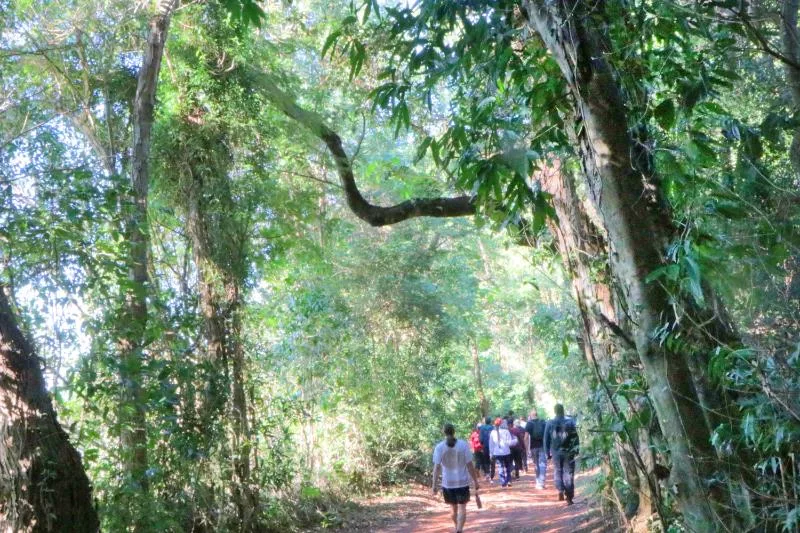 Caminhada noturna na Mata Santa Genebra está com inscrições abertas em Campinas