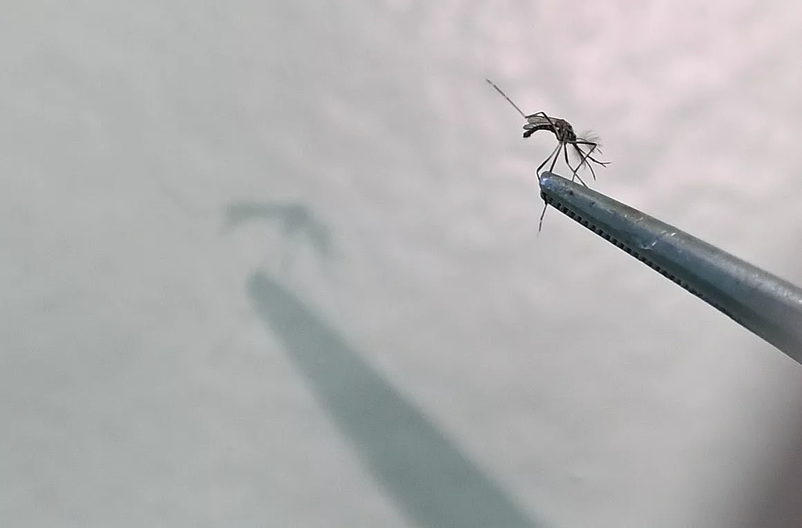 Prefeitura confirma mais 6 óbitos por dengue em Campinas