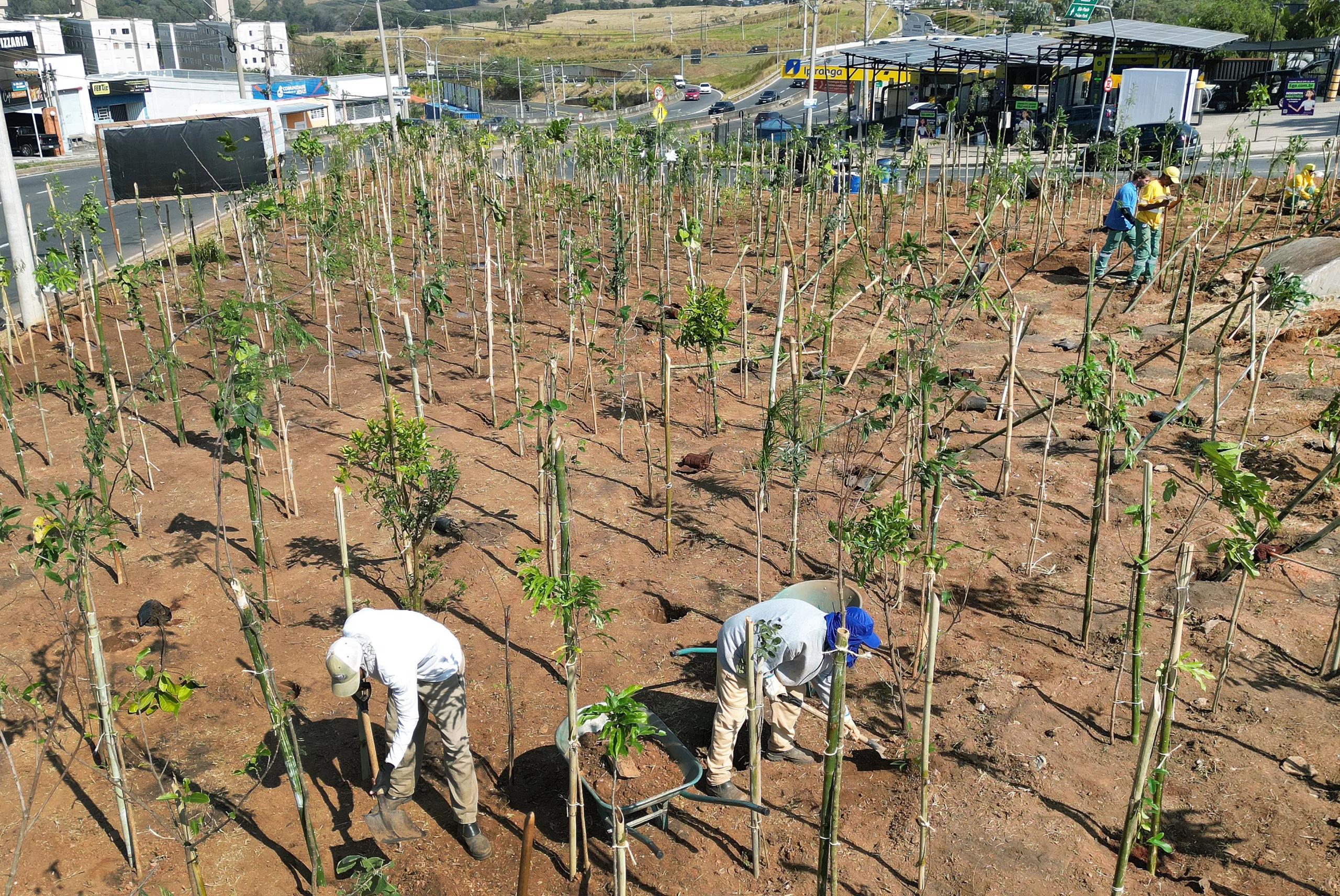 Campinas inicia plantio da décima terceira microfloresta na cidade; Saiba o que é