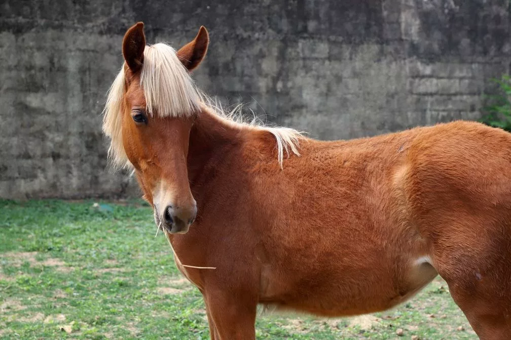 Polícia Civil recupera égua furtada no Departamento de Proteção e Bem-Estar Animal em Campinas